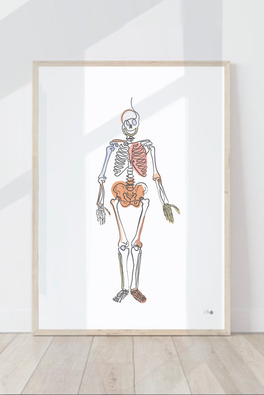 Full human skeleton anatomy illustration print showing detailed skeletal structure in a hand-drawn style.